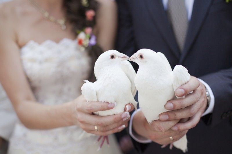Dove